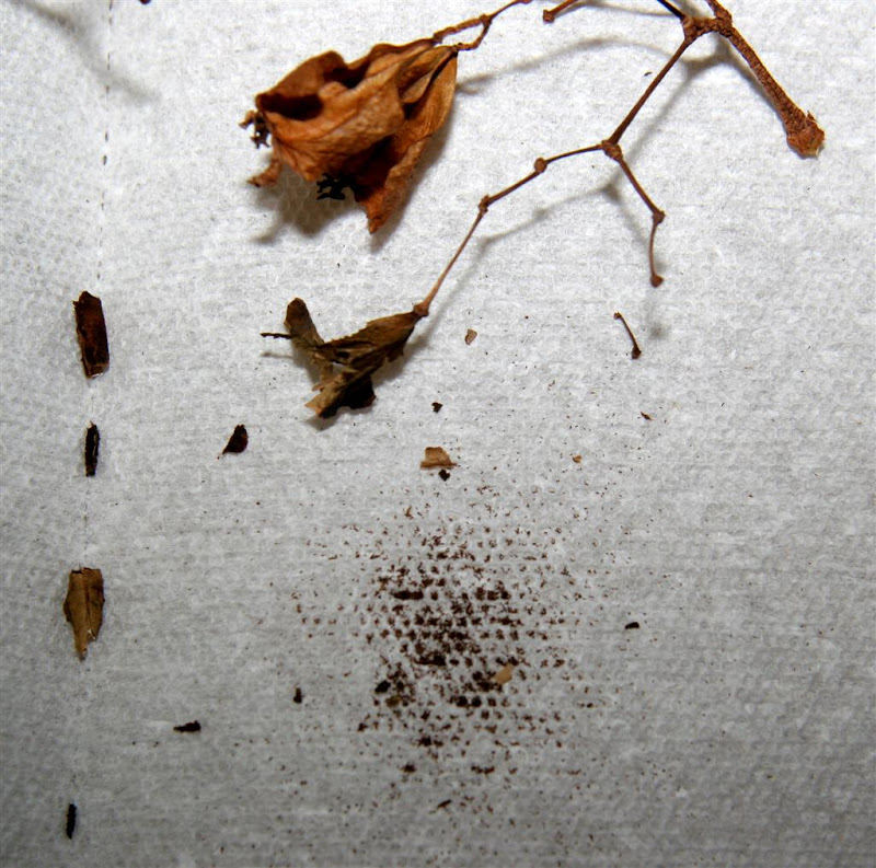 Dragonwing Begonia Seed Harvest